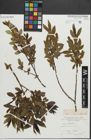 Foto von Salix pentandra L.